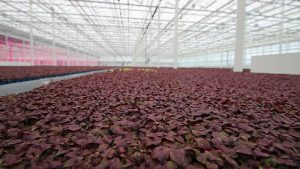 Koppert Cress