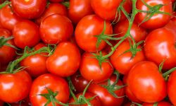 vers+ - tomaten