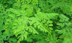 moringa